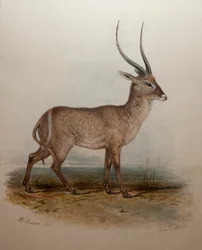 Bohor Reedbuck